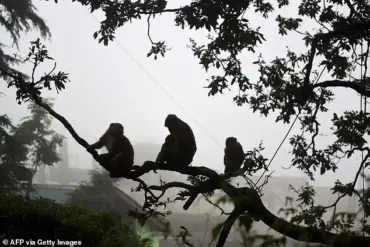 Stampede at Ausaneshwar Mahadev Temple Caused by Monkeys Leaves Two Dead, Dozens Injured