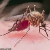 West Nile Virus Detected in Pittsburgh Area Mosquitoes: Health Officials Urge Caution as State Monitors Outbreak