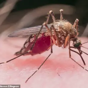 West Nile Virus Detected in Pittsburgh Area Mosquitoes: Health Officials Urge Caution as State Monitors Outbreak