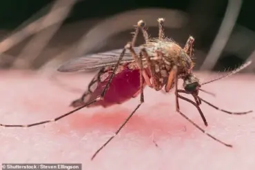 West Nile Virus Detected in Pittsburgh Area Mosquitoes: Health Officials Urge Caution as State Monitors Outbreak