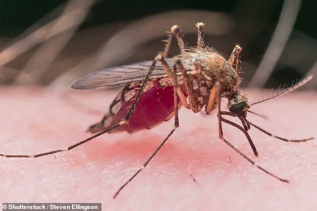 West Nile Virus Detected in Pittsburgh Area Mosquitoes: Health Officials Urge Caution as State Monitors Outbreak