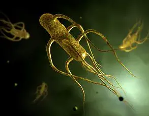 Woman Contracts Typhoid After Raw Fish Meal in Delhi, Hospitalized for Three Weeks