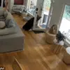 Black Bear Confrontation with Pomeranian Named Scout Sparks Viral Debate on Wildlife Safety and Heroism