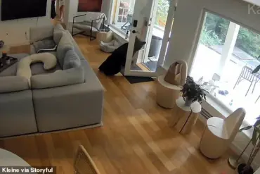 Black Bear Confrontation with Pomeranian Named Scout Sparks Viral Debate on Wildlife Safety and Heroism