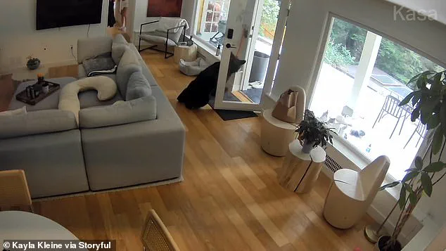 Black Bear Confrontation with Pomeranian Named Scout Sparks Viral Debate on Wildlife Safety and Heroism