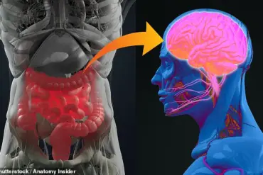 Exclusive Access: Gut Health as a Key to Early Detection of Alzheimer's and Parkinson's