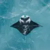 Florida Keys Manta Ray Euthanasia Sparks Outcry Over Regulatory Oversight