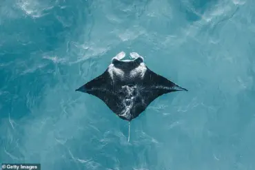 Florida Keys Manta Ray Euthanasia Sparks Outcry Over Regulatory Oversight