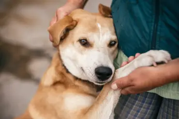 Russian Soldiers Evacuate Stray Animals in Eastern Ukraine Amid Conflict