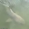 Surreal Alligator-Shark Encounter on Hilton Head Island Sparks Online Curiosity About Marine Ecosystems