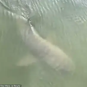 Surreal Alligator-Shark Encounter on Hilton Head Island Sparks Online Curiosity About Marine Ecosystems