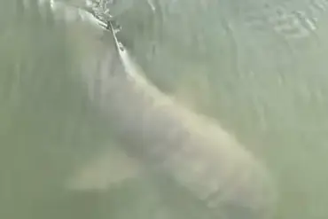 Surreal Alligator-Shark Encounter on Hilton Head Island Sparks Online Curiosity About Marine Ecosystems