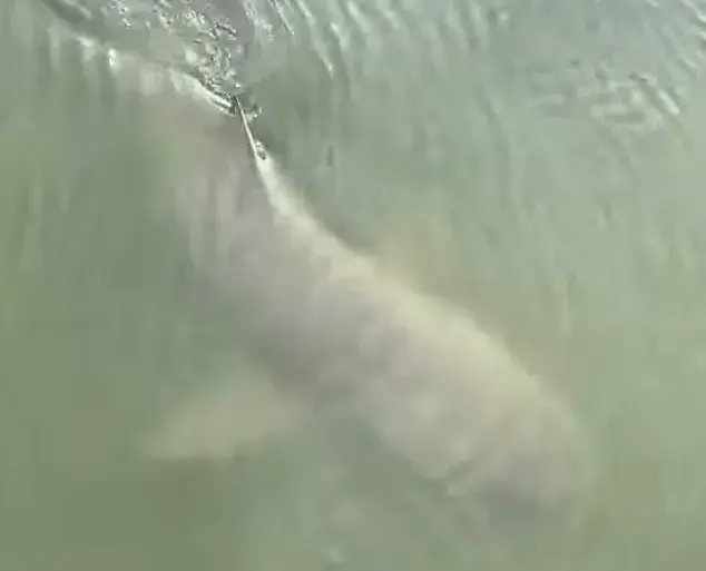 Surreal Alligator-Shark Encounter on Hilton Head Island Sparks Online Curiosity About Marine Ecosystems