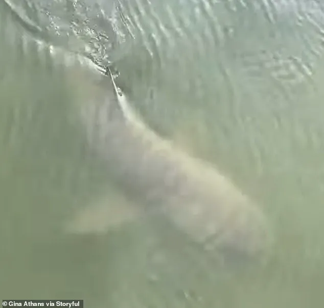 Surreal Alligator-Shark Encounter on Hilton Head Island Sparks Online Curiosity About Marine Ecosystems