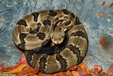 Tragedy in Savage Gulf State Park: Hiker Killed After Picking Up Venomous Snake