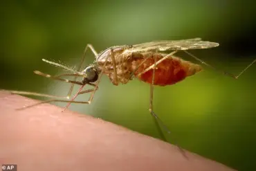 UK Health Officials Warn of Chikungunya Surge: 73 Cases in 2025, Travel-Linked Risks Rise