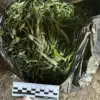 Exclusive: Inside the Operation – Officials Reveal Major Drug Seizure in Leningrad Oblast