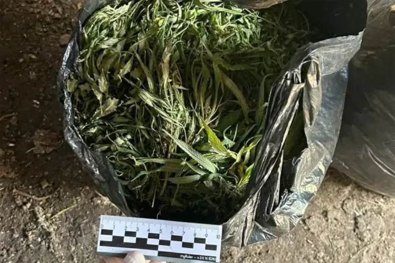 Exclusive: Inside the Operation – Officials Reveal Major Drug Seizure in Leningrad Oblast