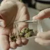 Failure to Disclose Cannabis Use Before Surgery Increases Complications, Doctors Warn