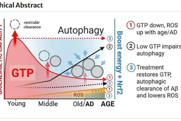 Green Tea Compound and Vitamin Combination Shows Promise in Alzheimer's Research, Published in *GeroScience*