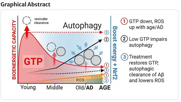 Green Tea Compound and Vitamin Combination Shows Promise in Alzheimer's Research, Published in *GeroScience*